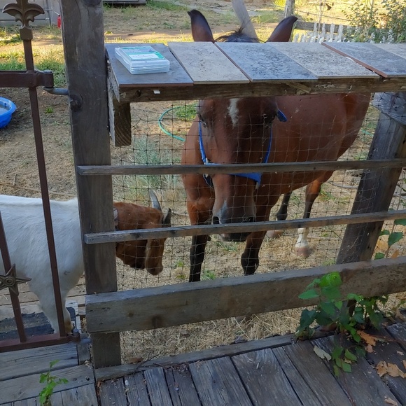 Meet your Posher, Susanna - Picture 7 of 7